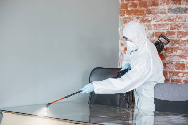 Trusted Willmar, MN Mold Removal & Remediation Experts